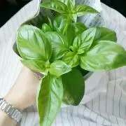 mint