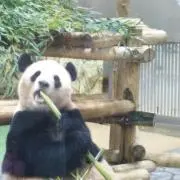 ぽぽろんの画像