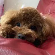 ☆くぅ☆