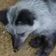リツの画像