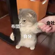 ねこにゃんにゃんの画像