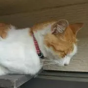 Shiの画像