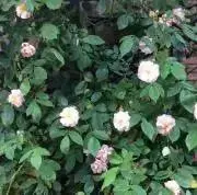 june