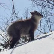 全身打撲のカモ シカオの画像