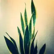 sansevieriaの画像