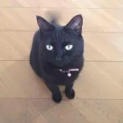 とわ