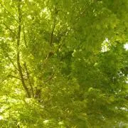 紫※発送遅れることがあります※の画像
