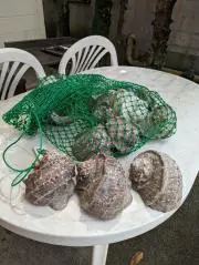 ballvillage