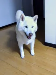 サスケ