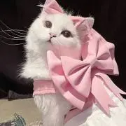 ᓀ ·̫.ᓂの画像