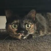さやねこの画像