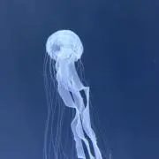 くらげんの画像