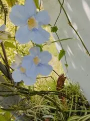 夏色の水滴の画像