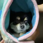 白牡丹