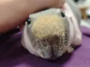 ミミオの画像