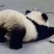 ユキの画像