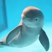 芽瑠花梨