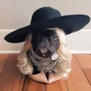 ベベトの画像