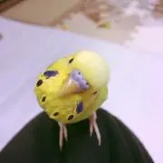 あーち