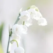 すずらん_プロフ読推奨の画像