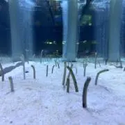 あり