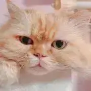 ♥︎きなこ♥︎プロフ読んでください♥︎の画像