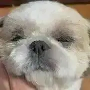 笠地蔵の画像