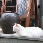 *。Sooの画像