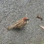 はやっしーの画像