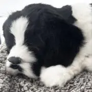 わんこすの画像