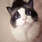 ポコ