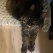 hoihoiの画像