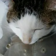 レオ丸の画像