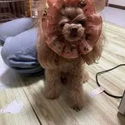 りんご
