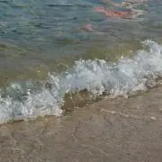 NT