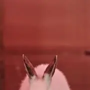 iiiihoの画像