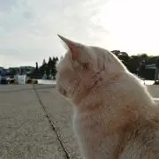 なるる
