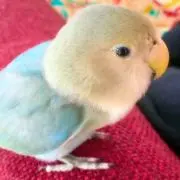macaronの画像