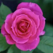 ミニ薔薇