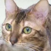 ゆう