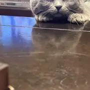つぶつぶ