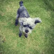 misatoo