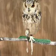モアイの皇帝