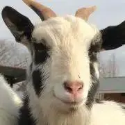 ゴリゴリゴリラ【ハンドメイド大好評❣️】の画像