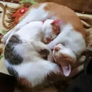 AMの画像