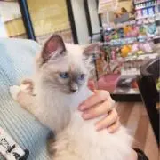 ねこママの画像