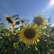 ノリコ