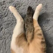 てるてる