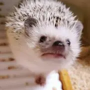 きーだの画像