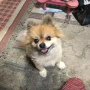 ぽんたんちい